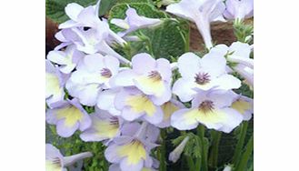 Unbranded Streptocarpus Plant - Charlotte