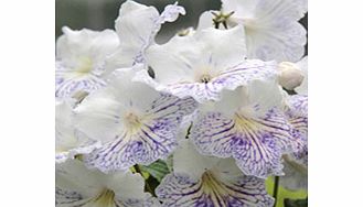 Unbranded Streptocarpus Plant - Delia