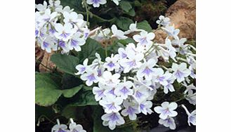 Unbranded Streptocarpus Plant - Gwen