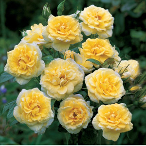 Unbranded Summertime - Climbing Rose