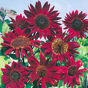 Unbranded Sunflower Claret Seeds