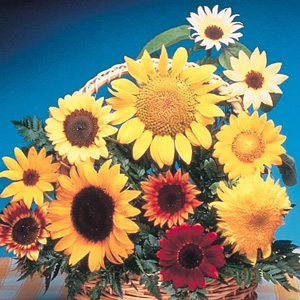 Unbranded Sunflower Funnsun Mix Seeds