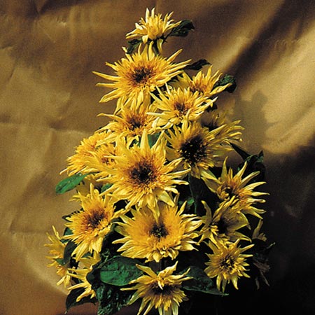 Unbranded Sunflower Lemonade F1 Seeds 20 Seeds