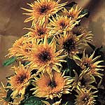 Unbranded Sunflower Lemonade F1 Seeds 417530.htm