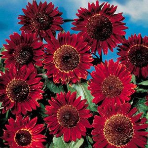 Unbranded Sunflower Ruby Sunset Seeds