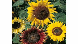 Unbranded Sunflower Seeds - Cutting Mixed