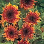 Unbranded Sunflower Sundance Kid Seeds