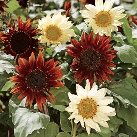 Unbranded Sunflower Total Eclipse Seeds Average Seeds 22