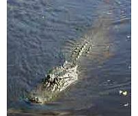 Experience the timeless beauty of Southern Louisiana in a custom built swamp boat as you travel through part of the Jean Lafitte National Historical Park - Barataria Preserve to discover the wildlife of the swamps and bayous.