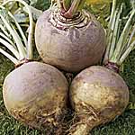 Unbranded Swede Brora Seeds 439407.htm