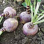 Unbranded Swede Helenor Seeds 439438.htm