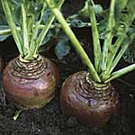 Unbranded Swede Invitation Seeds 439490.htm