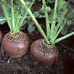 Unbranded Swede Invitation Seeds