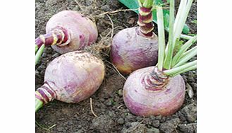 Unbranded Swede Seeds - Helenor