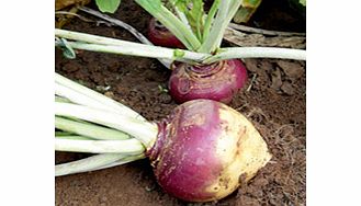 Unbranded Swede Seeds - Tweed F1