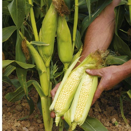 Unbranded Sweet Corn Earlybird F1 Plants Pack of 16 Plug