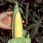 Unbranded Sweet Corn Earlybird F1 Seeds