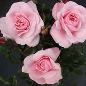 Unbranded Sweet Haze Floribunda Rose (pre-order now)