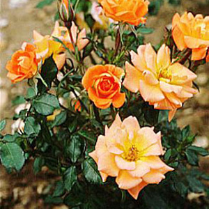 Unbranded Sweet Magic  Patio Rose