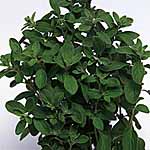 Unbranded Sweet Marjoram Seeds 436168.htm