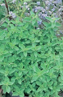 Unbranded Sweet Marjoram x 5 plants