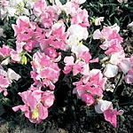 Unbranded Sweet Pea Angels Blush Seeds 413253.htm