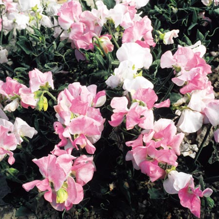 Unbranded Sweet Pea Angels Blush Seeds (Lathyrus odoratus)