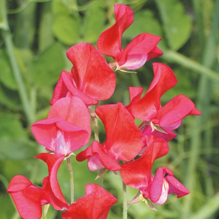 Unbranded Sweet Pea Annie Gilroy Seeds Average Seeds 22