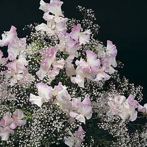 Unbranded Sweet Pea Anniversary Seeds