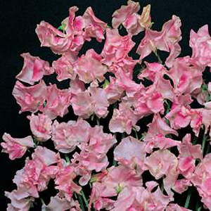 Unbranded Sweet Pea Appleblossom Seeds