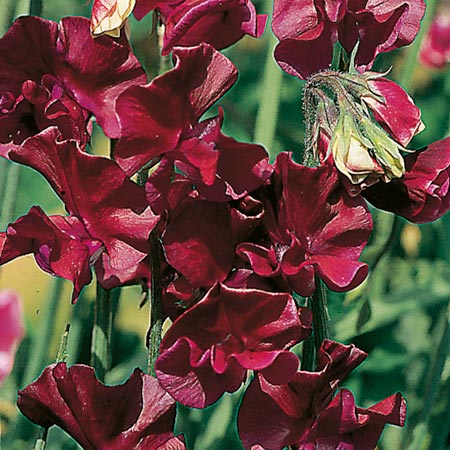 Unbranded Sweet Pea Beaujolais Seeds Average Seeds 25