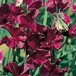 Unbranded Sweet Pea Beaujolais Seeds