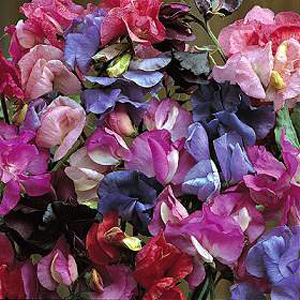 Unbranded Sweet Pea Bijou Mixed Seeds