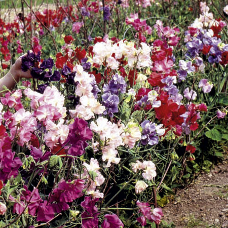 Unbranded Sweet Pea Bounce Mixed Seeds Average Seeds 25