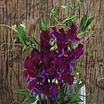 Unbranded Sweet Pea Cupani Seeds 413107.htm