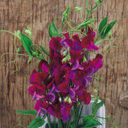 Unbranded Sweet Pea Cupani Seeds Average Seeds 30