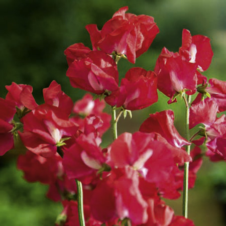 Unbranded Sweet Pea Elegance Lipstick Seeds Average Seeds 25