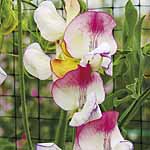 Unbranded Sweet Pea Fire and Ice Plants