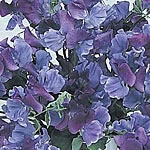 Unbranded Sweet Pea Fragrant Skies Seeds 413032.htm