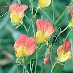 Unbranded Sweet Pea Goldmine Seeds 145314.htm