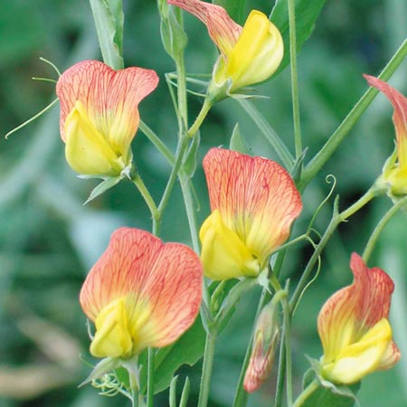 Unbranded Sweet Pea Goldmine Seeds 18 Seeds