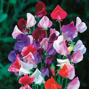 Unbranded Sweet Pea Heirloom Mix Seeds