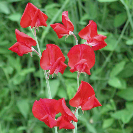 Unbranded Sweet Pea Jessica Average Seeds 25