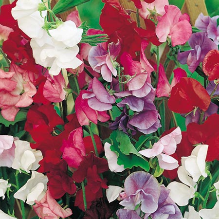 Unbranded Sweet Pea Jet Set Mixed Seeds (Lathyrus