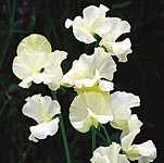 Unbranded Sweet Pea Jilly (Plugs of Plants)