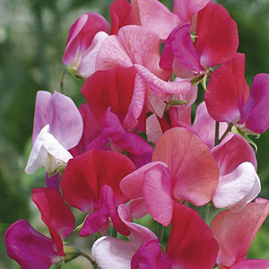 Sweet Pea Juanita Seeds