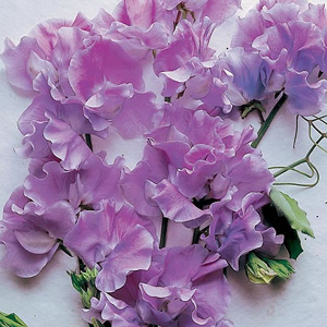 Unbranded Sweet Pea Leamington Seeds