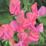 Unbranded Sweet Pea Miss Willmott Seeds 413334.htm