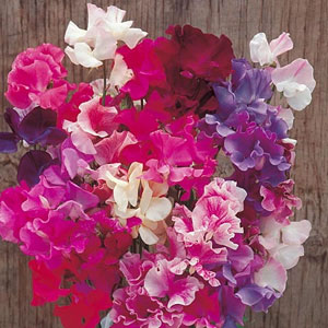 Sweet Pea New Horizons Mix Seeds