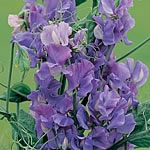 Unbranded Sweet Pea Noel Sutton Seeds 145217.htm